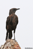 Myrmecocichla aethiops; Northern anteater-chat; Nordlig termitskvätta