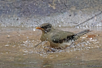 Turdus pelios; African thrush; Aftontrast