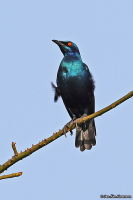 Lamprotornis chalcurus; Bronze-tailed starling; Bronsstjärtad glansstare