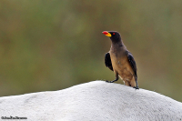 Buphagus africanus; Yellow-billed oxpecker; Gulnäbbad oxhackare