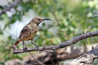 Chalcomitra senegalensis; Scarlet-chested sunbird; Karmosinbröstad solfågel