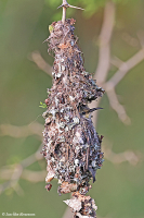 Cinnyris pulchellus; Beautiful sunbird; Smyckesolfågel