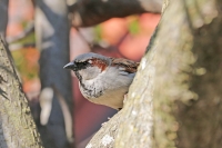 Passer domesticus; House sparrow; Gråsparv
