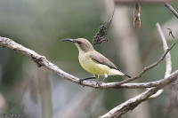 Cinnyris pulchellus; Beautiful sunbird; Smyckesolfågel