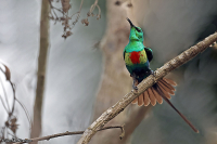 Cinnyris pulchellus; Beautiful sunbird; Smyckesolfågel