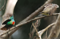 Cinnyris pulchellus; Beautiful sunbird; Smyckesolfågel