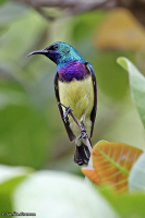 Cinnyris venustus; Variable sunbird; Variabel solfågel