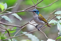 Cyanomitra verticalis; Green-headed sunbird; Grönhuvad solfågel