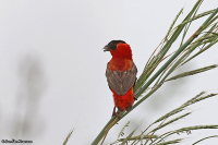 Euplectes franciscanus; Northern red bishop; Svartpannad eldvävare
