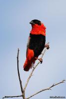 Euplectes franciscanus; Northern red bishop; Svartpannad eldvävare