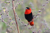 Euplectes franciscanus; Northern red bishop; Svartpannad eldvävare