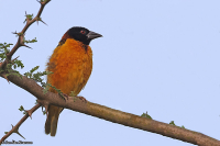 Ploceus cucullatus; Village weaver; Byvävare