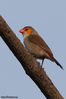 Estrilda melpoda; Orange-cheeked waxbill; Orangekindad astrild
