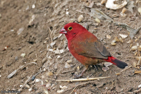 Lagonosticta senegala; Red-billed firefinch; Rödnäbbad amarant