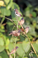Spermestes cucculata; Bronze mannikin; Bronsmunia