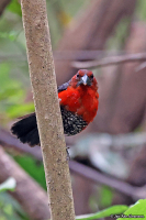 Spermophaga haematina; Western bluebill; Rödbröstad blånäbb
