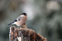 Pyrrhula pyrrhula; Eurasian bullfinch; Domherre