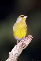 Carduelis chloris; European greenfinch; Grönfink