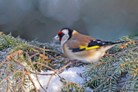 Carduelis carduelis; European goldfinch; Steglits
