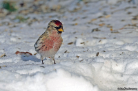 Acanthis flammea; Common redpoll; Gråsiska
