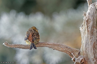 Emberiza citrinella; Yellowhammer; Gulsparv