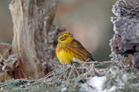 Emberiza citrinella; Yellowhammer; Gulsparv