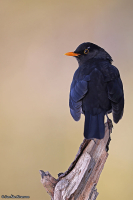 Turdus merula; Common blackbird; Koltrast