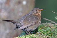Turdus merula; Common blackbird; Koltrast
