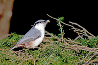 Sitta europaea; Eurasian nuthatch; Nötväcka