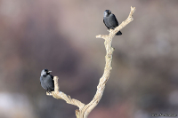 Corvus monedula; [Western] jackdaw; Kaja