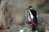 Dendrocopos major; Great spotted woodpecker; Större hackspett