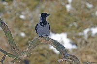 Corvus cornix; Hooded crow [Hoodie]; Grå kråka
