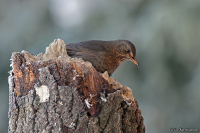 Turdus merula; Common blackbird; Koltrast