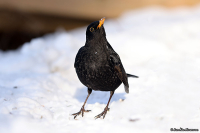 Turdus merula; Common blackbird; Koltrast
