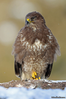 Buteo buteo; Common buzzard; Ormvråk