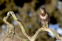 Buteo buteo; Common buzzard; Ormvråk