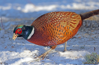 Phasianus colchicus; Common pheasant; Fasan