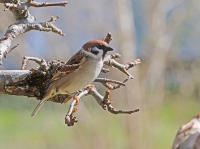 Passer montanus; Eurasian tree sparrow; Pilfink
