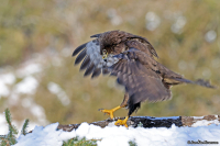 Buteo buteo; Common buzzard; Ormvråk