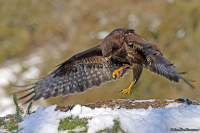 Buteo buteo; Common buzzard; Ormvråk