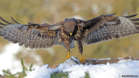 Buteo buteo; Common buzzard; Ormvråk