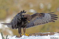 Buteo buteo; Common buzzard; Ormvråk