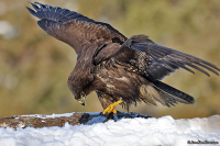 Buteo buteo; Common buzzard; Ormvråk