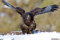 Buteo buteo; Common buzzard; Ormvråk