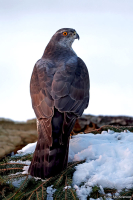 Astur gentilis; Northern goshawk; Duvhök