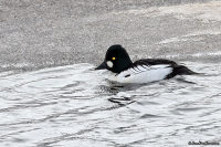 Bucephala clangula; Common goldeneye; Knipa