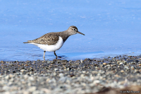 Actitis hypoleucos; Common sandpiper; Drillsnäppa