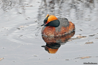 Podiceps auritus; Horned [Slavonian] grebe; Svarthakedopping