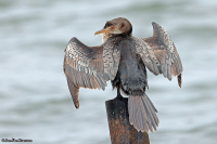 Microcarbo africanus; Long-tailed cormorant; Långstjärtad skarv