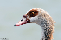 Alopochen aegyptiacus; Egyptian goose; Nilgås